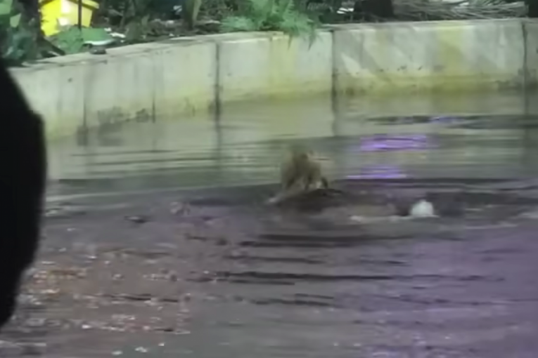 Miljana Kulić skočila u jezero Zadruga 6