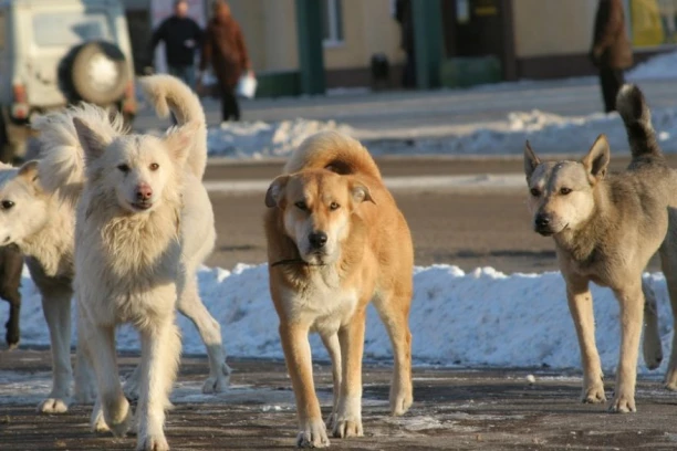 UŽAS U SREBRENIKU: Psi lutalice napali devojku, izujedali je po celom telu!