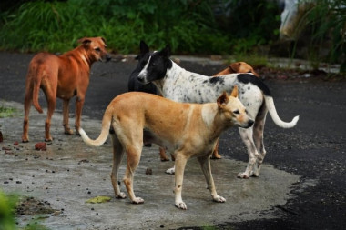 HOROR U RAKOVICI: Psi lutalice iskopali put ispod ograde, pa ZAKLALI 28 KOZA, izujedan i jedan vlasnik!