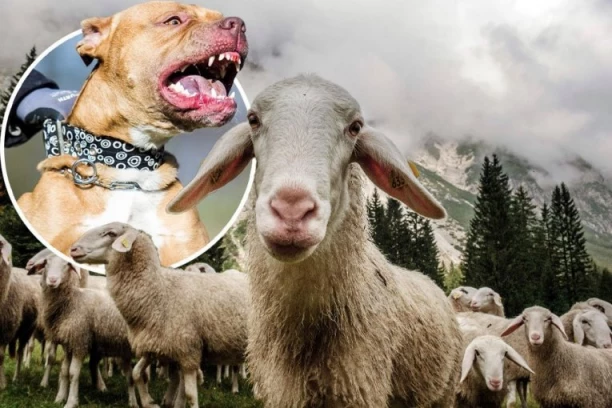 ZAKLANO 18 JAGNJADI I 5 OVACA! Krvavi pir na imanju u Železniku