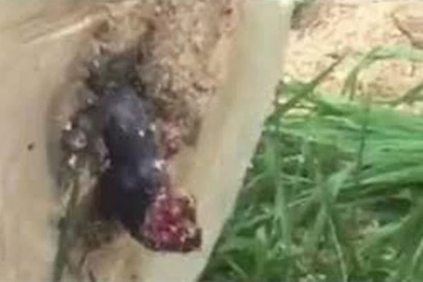 ČOVEK TESTEROM PRESEKAO STABLO, PRIZOR GA JE SABLASNUO! Kad je ugledao, od šoka uspeo da izusti samo JEDNO (VIDEO)