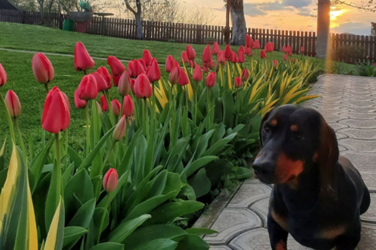 PREDSEDNIK VUČIĆ OBJAVIO POBEDNIČKU FOTOGRAFIJU ZA OVU NEDELJU: Zarumeneo se dan od sunca u lozničkom kraju