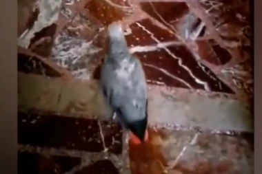 OVO SCENA ĆE VAS OSTAVITI BEZ REČI! Trideset godina od upokojenja svog vlasnika papagaj na Svetoj Gori IZGOVARA MOLITVU! (VIDEO)