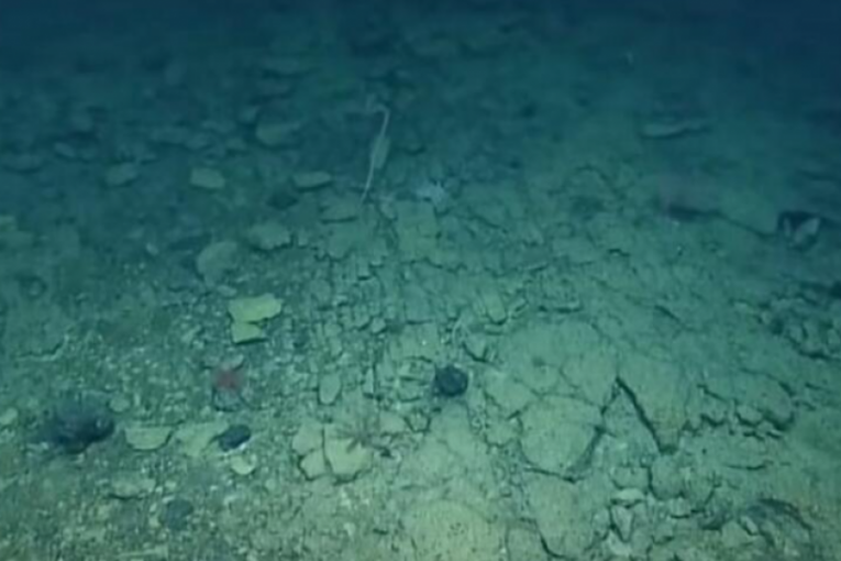 MRAČNE PROGNOZE IZ MORSKIH DUBINA! Naučnici zaronili u Veliku plavu ...