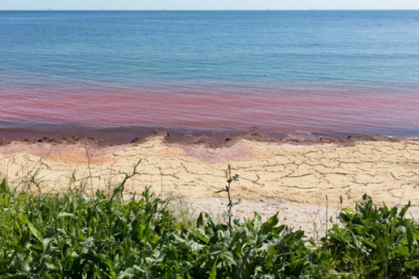 PLIVALA U SOPSTVENOJ KRVI SA AJKULAMA: 45 minuta pakla i nije ni pokušala da se izvuče "Samo smo očistili i nastavili" (VIDEO)