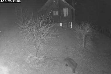 HARA PO SELU, UPADA LJUDIMA U POSED! Meštani sela izbezumljeni zbog životinje koja im se šunja u dvorišta: Nikog nije napao, ali nas je STRAH