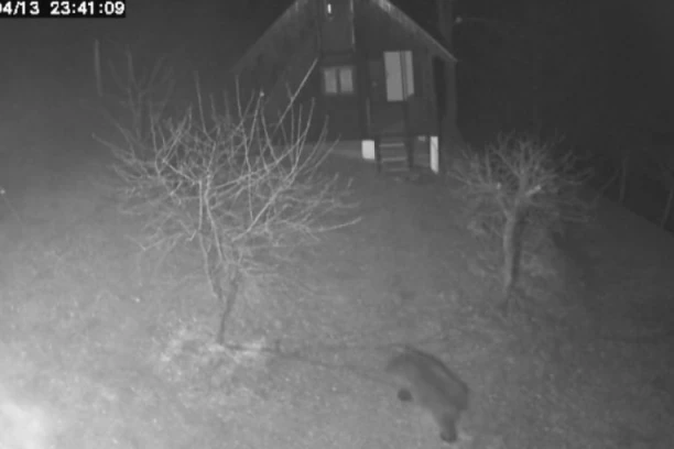 HARA PO SELU, UPADA LJUDIMA U POSED! Meštani sela izbezumljeni zbog životinje koja im se šunja u dvorišta: Nikog nije napao, ali nas je STRAH