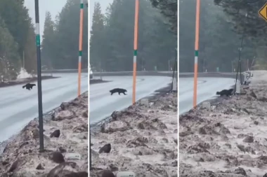 KONAČNO USNIMLJEN VOLVERIN: Poslednji put ova životinja je viđena pre 54 godine! (VIDEO)