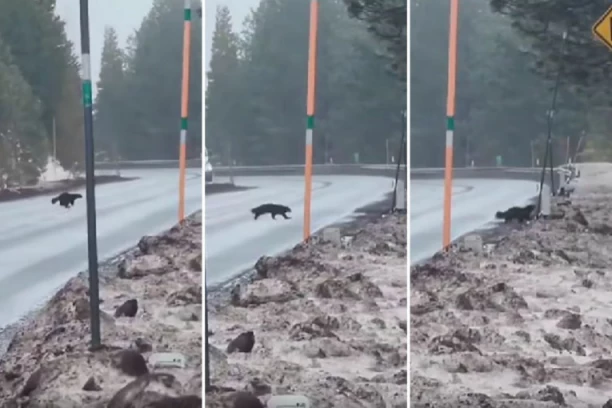 KONAČNO USNIMLJEN VOLVERIN: Poslednji put ova životinja je viđena pre 54 godine! (VIDEO)
