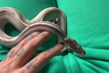 ŠOK PRIZOR! Bivšoj zadrugarki zmija gmiže po MEĐUNOŽJU, ona joj tepa! (FOTO)