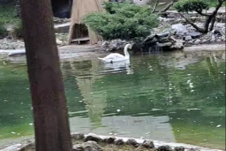 Taki Marinković pobegao iz Srbije nakon skandala u Zadruzi