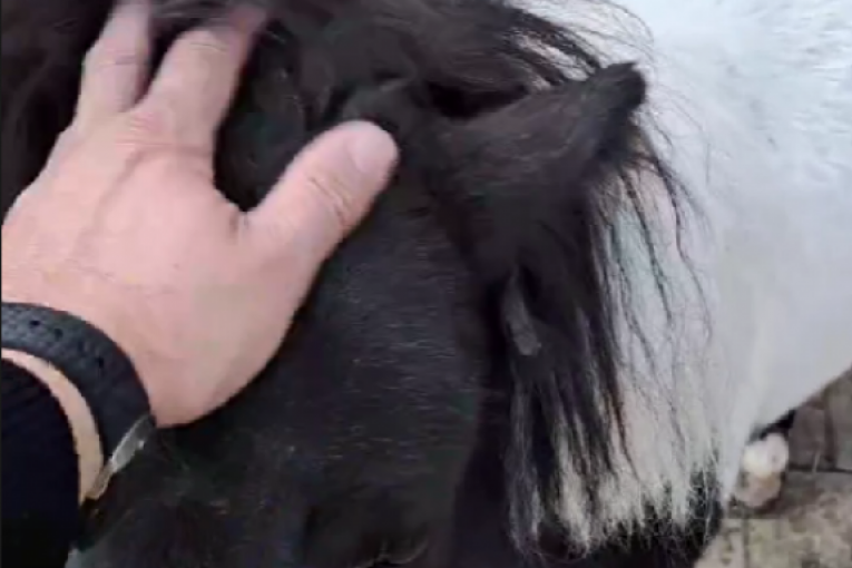 Taki Marinković pobegao iz Srbije nakon skandala u Zadruzi