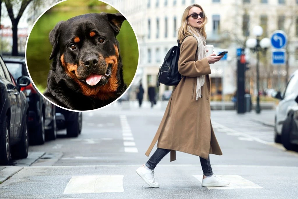 ROTVAJLERI KOJI SU NAPALI ŽENU SU IZ ODGAJIVAČNICE: Ljudi šokirani užasom na šetalištu u Čačku - naježe se od pomisli šta je sve moglo da se dogodi!