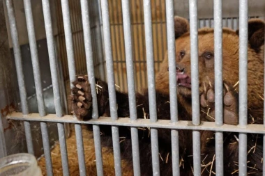 ČESI ŠVERCOVALI MEČKU: Čeka ih kazna do pet godina zatvora (FOTO)