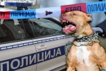 PAS U SREMČICI DETETU RASPORIO STOMAK: Jezivi napad životinje, roditelji hitno prevezli mališana u Tiršovu