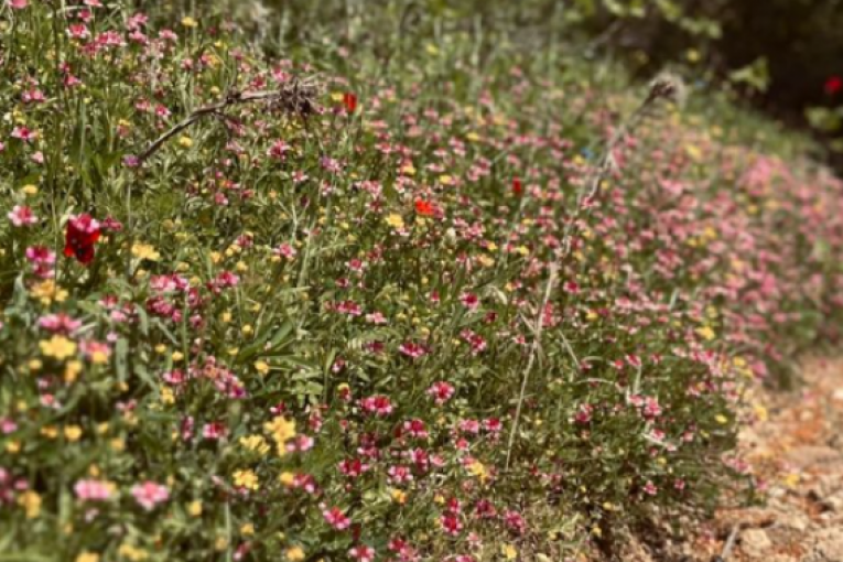 Emina Jahović Instagram