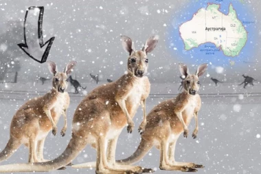 OVO SE NE VIĐA SVAKI DAN! KENGURI SKAČU PO SNEGU: Beli pokrivač prekrio delove Australije (FOTO, VIDEO)