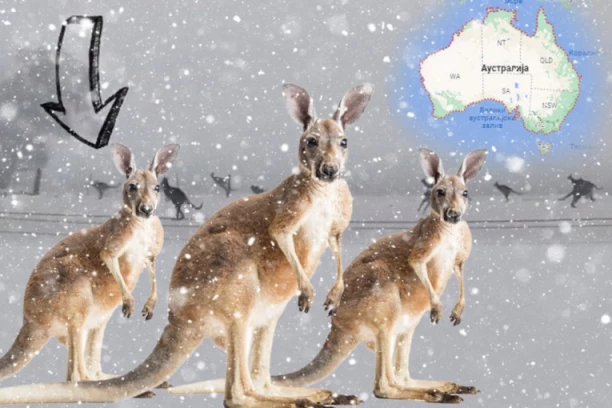 OVO SE NE VIĐA SVAKI DAN! KENGURI SKAČU PO SNEGU: Beli pokrivač prekrio delove Australije (FOTO, VIDEO)