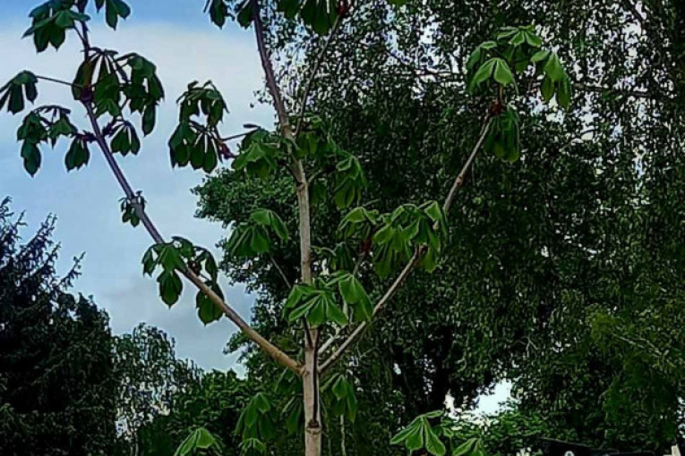 Igor Starović - Divlji kesten