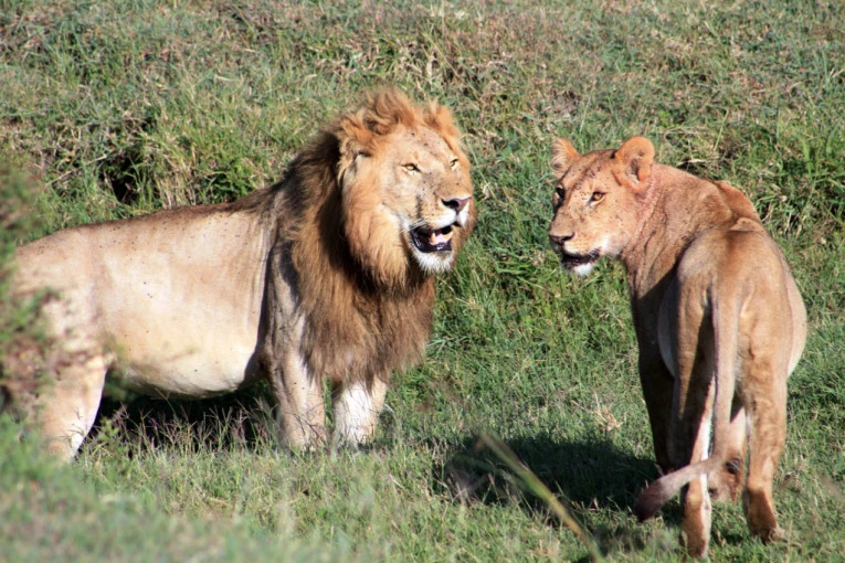 POKOLJ U AFRICI! ČOBANI KOPLJIMA UBILI DESET LAVOVA: Kazna stigla zbog pojedenih 11 koza i psa, stradao i NAJSTARIJI NA SVETU (FOTO, VIDEO)