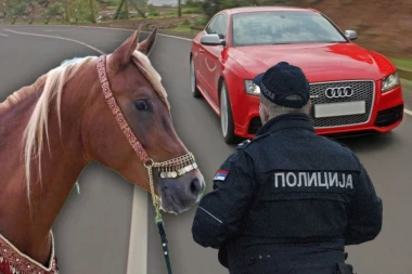 "AUDIJEM" UDARIO U KONJA NA AUTO-PUTU: Životinja nastradala, Nišlija teško povređen