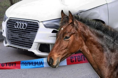 KONJ SA OTVORENIM PRELOMIMA, ČOVEK ZAROBLJEN U AUTOMOBILU! Očevici o nesreći na auto-putu: Prizor je bio jeziv!