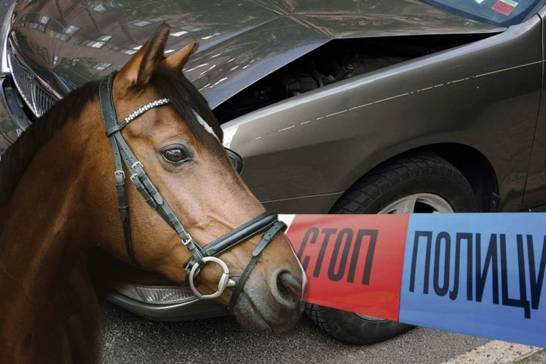 UŽAS NA PUTU IZMEĐU KIKINDE I MOKRINA! Životinja pobegla, pa na nju naletelo vozilo!