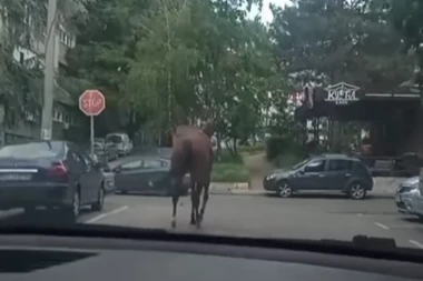 OPREZ! Konj juri po najprometnijim ulicama BANOVOG BRDA! Ljudi mole da ga neko zaustavi! (VIDEO)