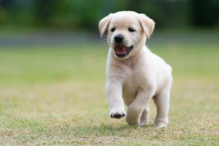 PUTEM INTERNETA JE KUPILA ŠTENE LABRADORA: Kad ga je odvela kod veterinara otkrila je šokantnu istinu o svom ljubimcu! (VIDEO)