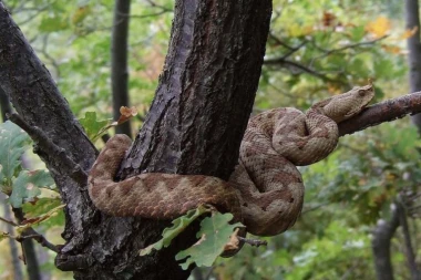 HOROR PRIZOR! Džinovska zmija od preko 4 METRA isprepadala ženu: Šestorica muškaraca je jedva OBUZDALA! (VIDEO)
