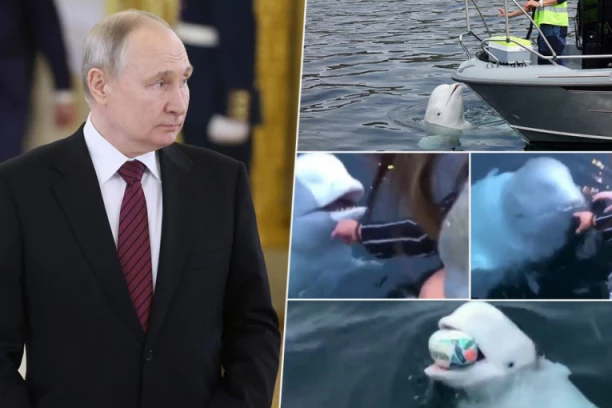 VRATIO SE PUTINOV KIT ŠPIJUN: Beluga Hvaldimir na sebi imao remenje za male kamere, a voli da se igra dobacivanja loptom i vraća mobilne telefone koji padnu u more (FOTO, VIDEO)