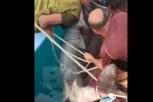 UHVAĆENA AJKULA KOJA JE PROŽDRALA VLADIMIRA U HURGADI! Krvoločna zver UBIJENA, snimak stradanja kruži mrežama (VIDEO)