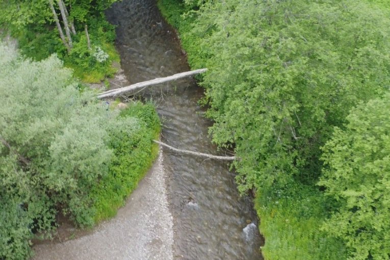 Stablo palo preko reke