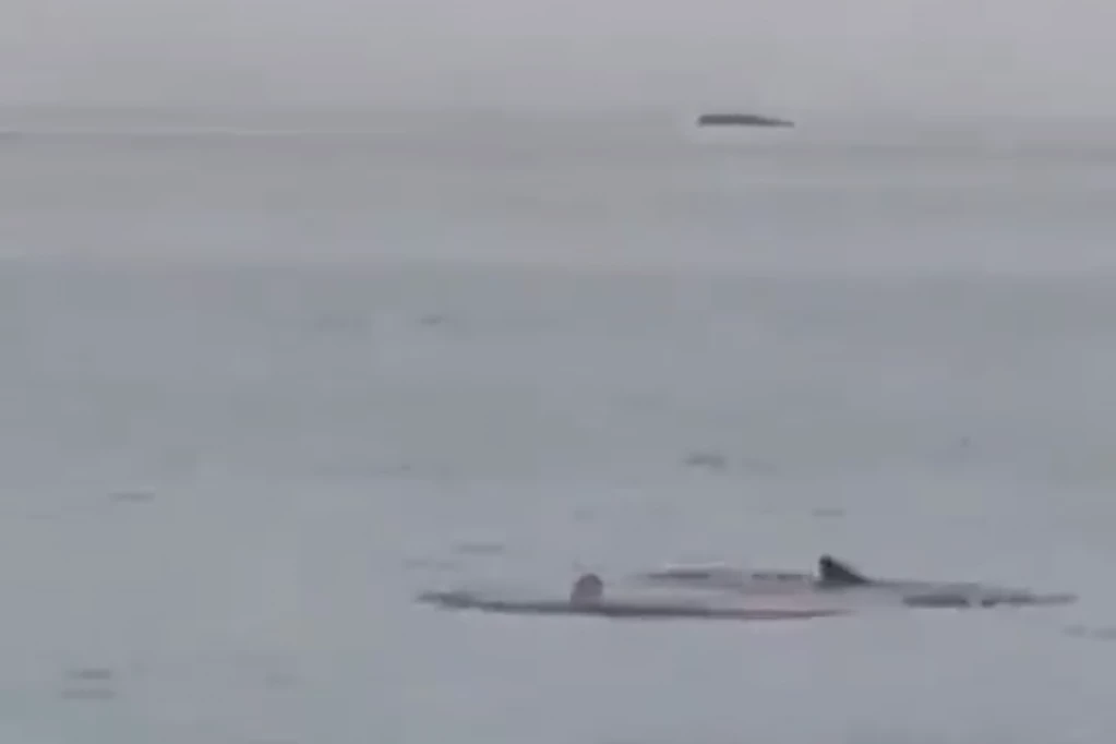 VLADIMIR PROVOCIRAO UKRAJINCE, PA GA POJELA AJKULA! Rus se smejao pre napada predatora, pa ga stigla zla sudbina! (VIDEO)