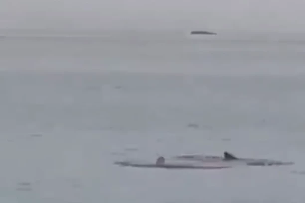 VLADIMIR PROVOCIRAO UKRAJINCE, PA GA POJELA AJKULA! Rus se smejao pre napada predatora, pa ga stigla zla sudbina! (VIDEO)