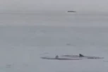 VLADIMIR PROVOCIRAO UKRAJINCE, PA GA POJELA AJKULA! Rus se smejao pre napada predatora, pa ga stigla zla sudbina! (VIDEO)