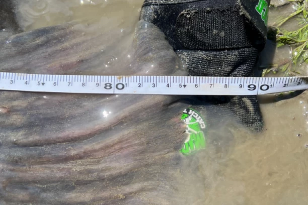 UHVAĆEN REČNI MONSTRUM OD SKORO 3 METRA: Pecaroš počeo da se TRESE OD STRAHA kad je video šta se približava čamcu (FOTO)