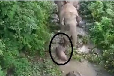 SLONČE JE UGINULO, ALI MAJKA NE ODUSTAJE! Slonica kilometrima vuče mrtvo mladunče, pokušavajući da ga oživi i pri tom jauče i plače kao kiša! SVET GLEDA I TUGUJE! (UZNEMIRUJUĆI VIDEO)