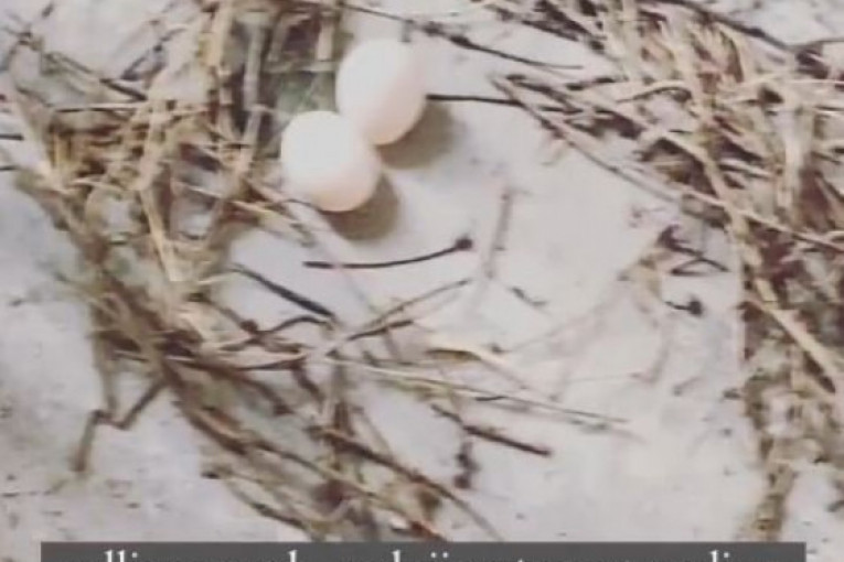 Objave Uroša Ćertića