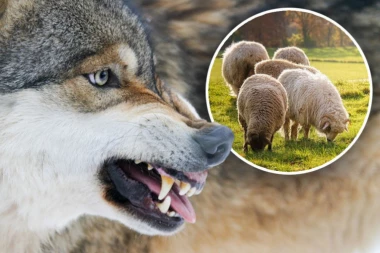 VUKOVI NAPRAVILI HAOS U SRPSKOM SELU! Upali na imanje, meštani u STRAHU