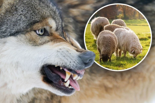 VUKOVI NAPRAVILI HAOS U SRPSKOM SELU! Upali na imanje, meštani u STRAHU