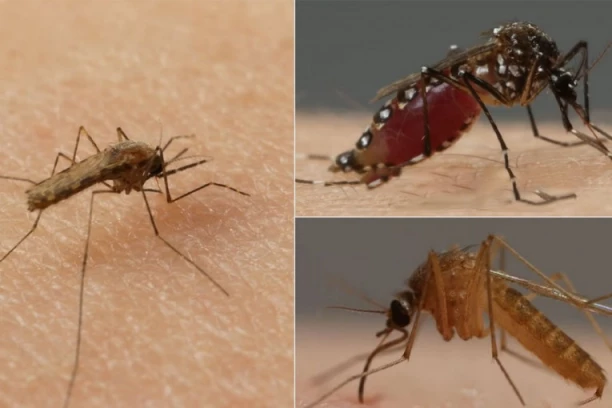 ŽIVOT MLADE DEVOJKE TRAGIČNO UGASIO UJED KOMARCA: Prepisali joj antibiotike, pa poslali kući - infekcija joj izgrizla mozak!