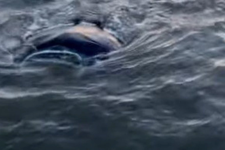 LETOVANJE IZ PAKLA! Neman široka 9 metara izronila blizu obale - razjareno krenula ka ljudima, samo ih je Bog spasio! (VIDEO)