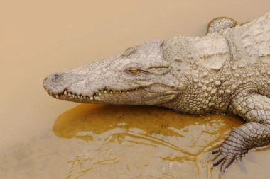 UHVAĆEN KROKODIL U NIŠU! Rešena misterija egzotične životinje sa juga Srbije!