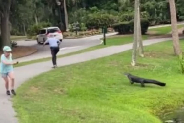 RIBAR PECA KOD JEZERA, A ONDA ALIGATOR IZLEĆE IZ VODE I KREĆE DA GA JURI! Dramatičan snimak napada zveri na čoveka u Americi! (VIDEO/FOTO)