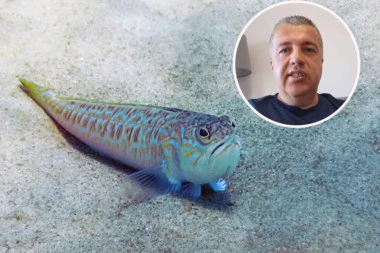 VRIŠTALA JE OD BOLA, REKLA JE DA NE MOŽE DA IZDRŽI! Otac devojčice koju je ujela otrovna riba objasnio kako da se spasu posledica oni koje "napadne" DRAGON!