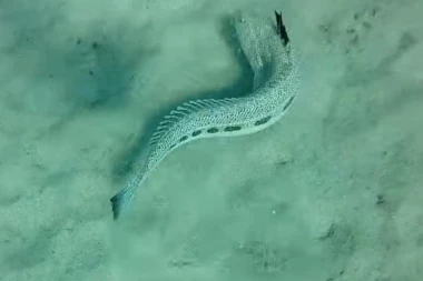 OVAKO IZGLEDA RIBA KOJA JE UBOLA NAŠU DEVOJČICU U GRČKOJ: Srbin podelio lokalni trik protiv bola! Ona ne ujeda, ona bode!