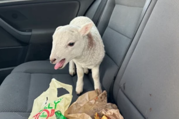 LOPOV ZAKLAO JAGNJE KOJE JE PODIGLO TROGODIŠNJE DETE! Presudio mu nadaleko od porodične kuće: Trebalo mu za slavu!