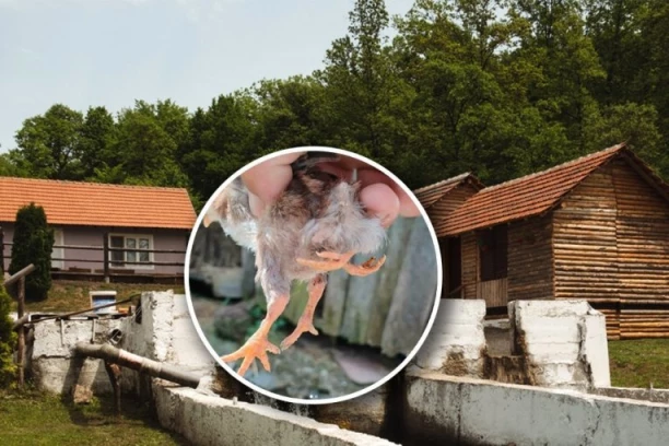 LJUDI UŽASNUTI PRIZOROM! Mutant na farmi kod Bijelog Polja - izlegao se pre mesec dana (FOTO)