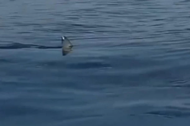 AJKULA SNIMLJENA U CRNOJ GORI! Plivala uz samu OBALU u Meljinama, turisti PRESTRAVLJENI!